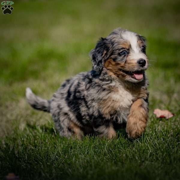 Piper, Mini Bernedoodle Puppy